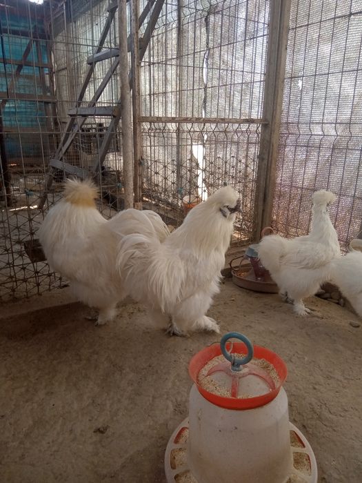 Vând cocoși și găini