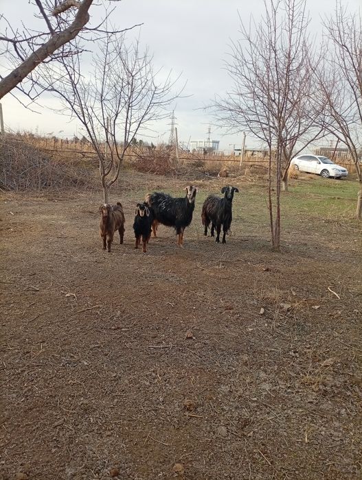 Кал она бола эчкила сотилади
