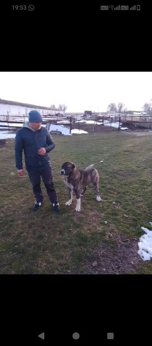 Собака алабай 1-год