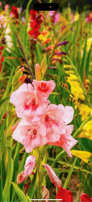 Bulbi de gladiole irisi crini narcise lalele bujori