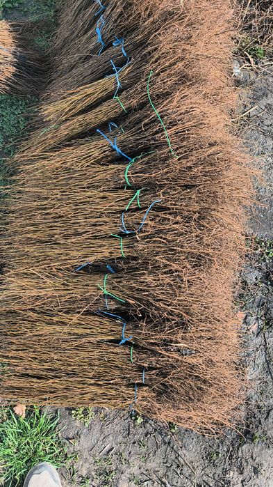 Puieți mestecan alb molid stejar mesteacăn tei