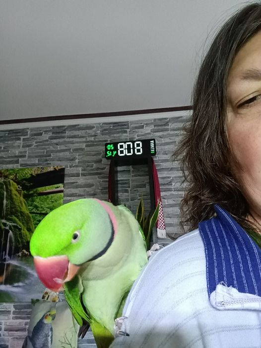 Vând papagal Marele Alex blând