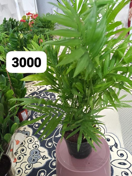 Уй гұлдері арзан