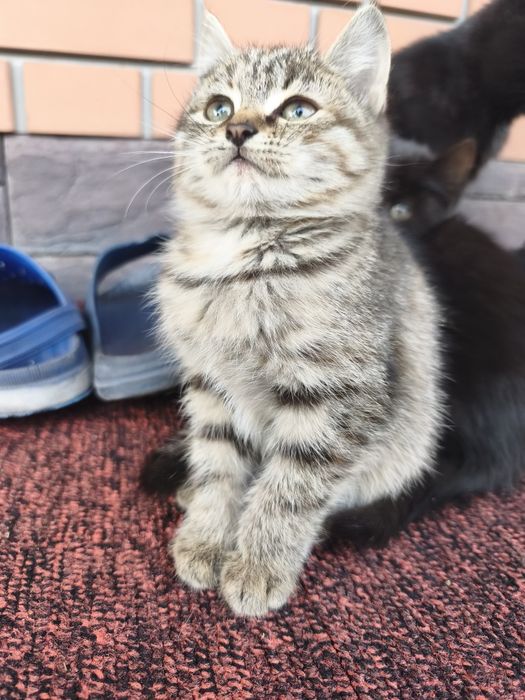 Отдам кошечку бесплатно