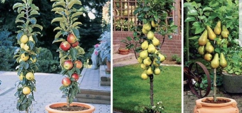 Pomi columnari 2/3/4 ani