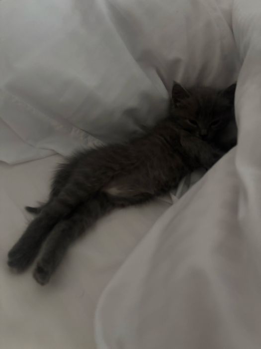 Кошка девочка 1 месяц