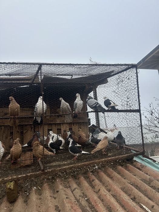 Jucatori pana simpla, pret bun la toti