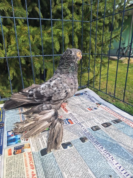 Продам голубя чилкаря классной расцветки