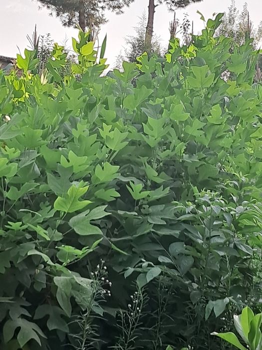 Лола гул (манзара дарахт )