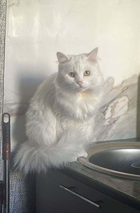 Отдам кошечку в добрые руки