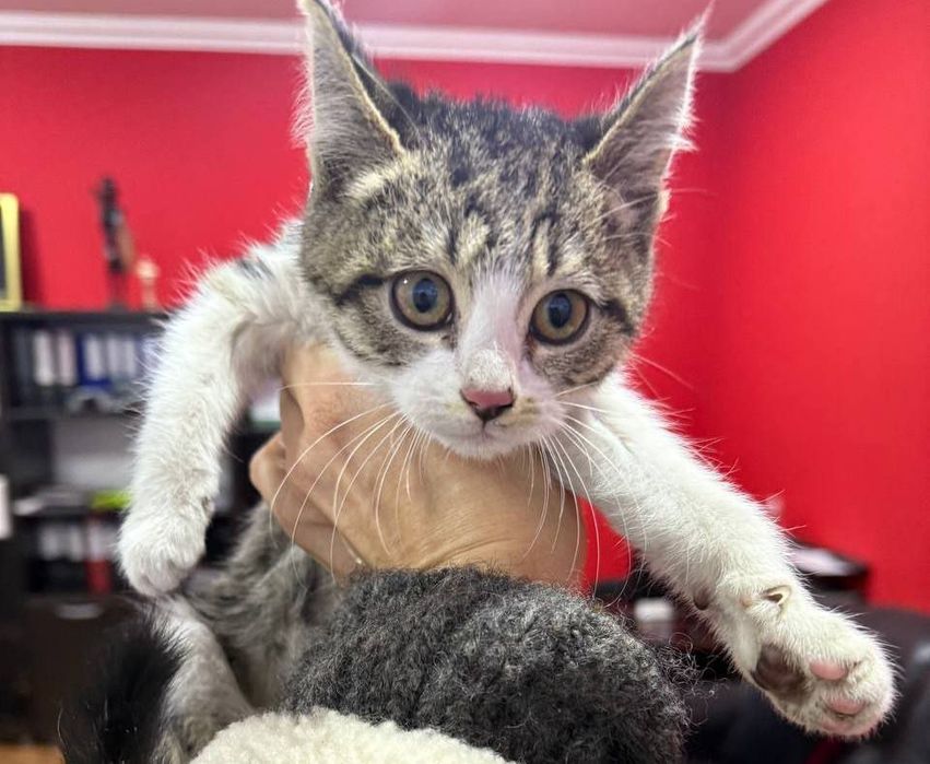 Малышка срочно ищет семью!