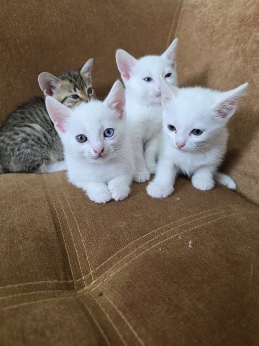 Котёнок с разными глазами