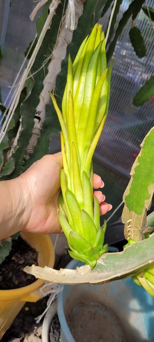 Питахайя / драконий фрукт