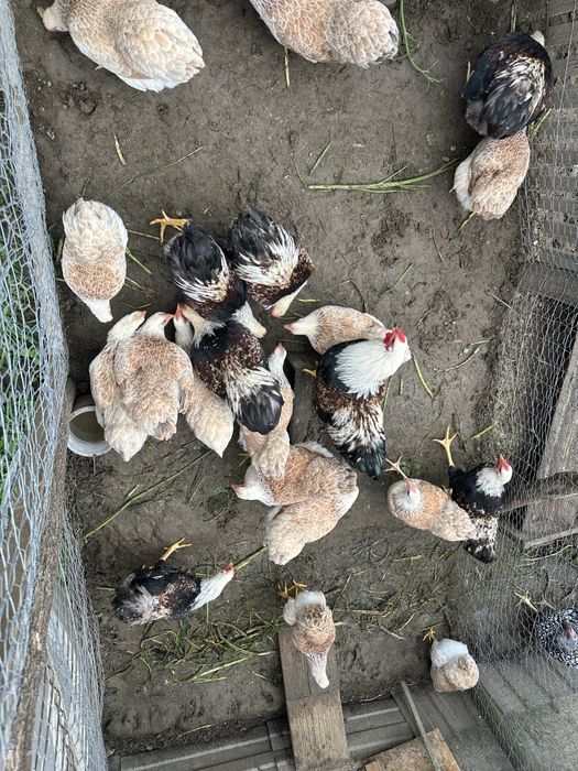 Oua incubat Wyandotte pitic somon