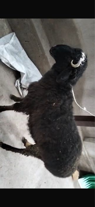 Ұрғашы тоқты 1жасар