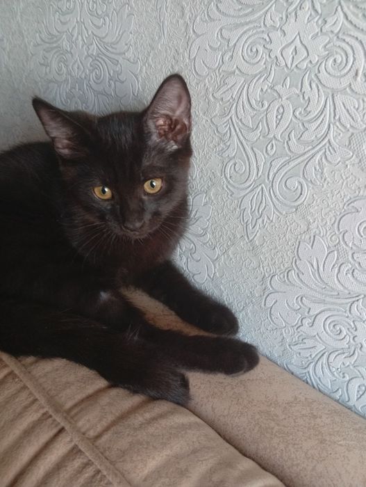 Отдам бесплатно котят