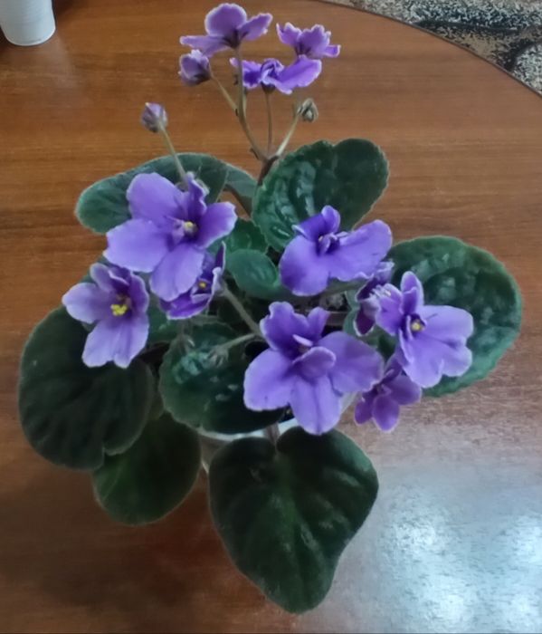 Продам домашние цветы