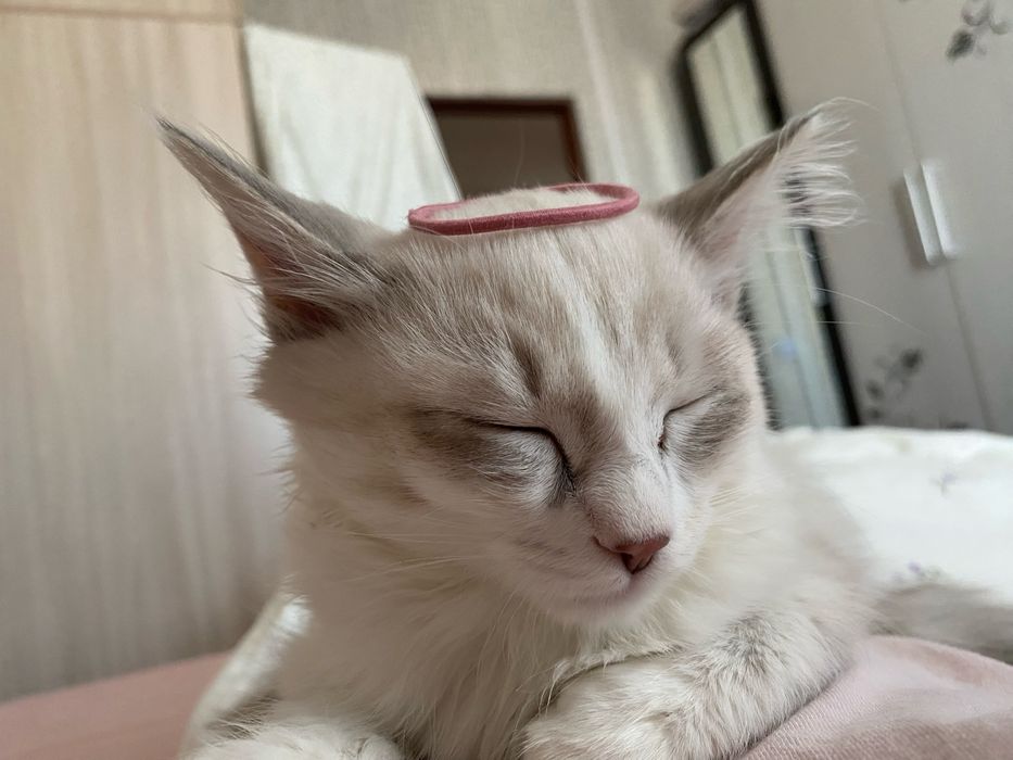 Котик , даром , 8месяцев