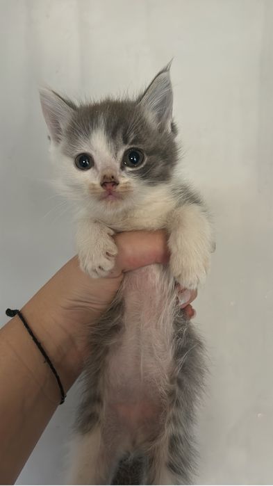 Отдам котят в ответственные руки