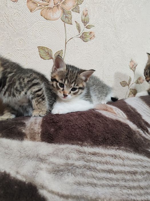 Котята в добрые руки..