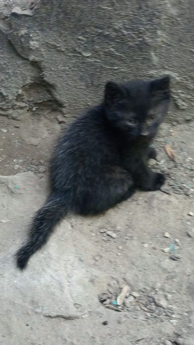 Отдам котят бесплатно