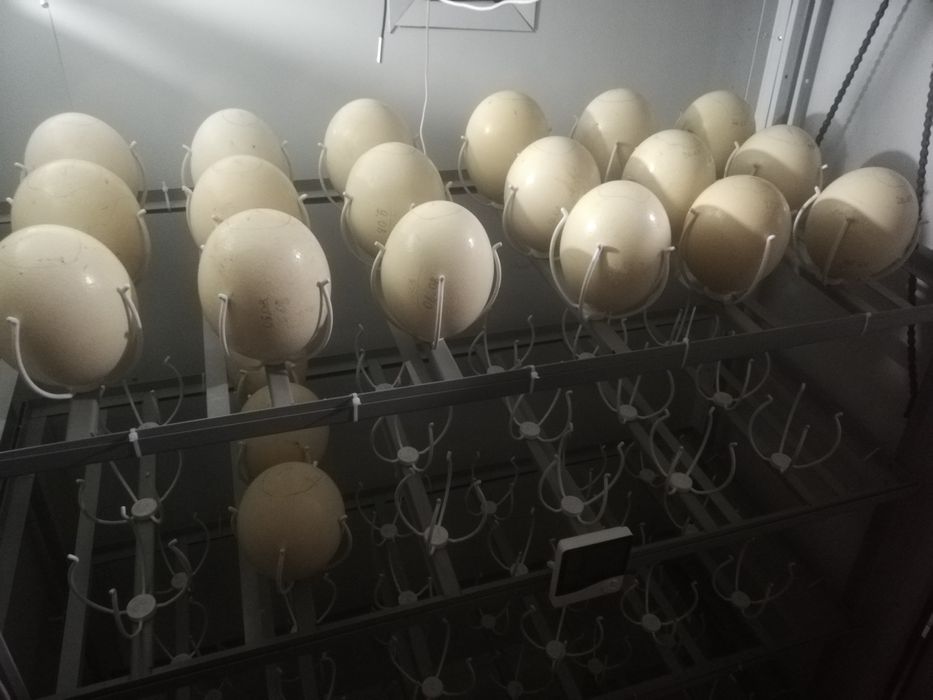 Инкубатор inqubator