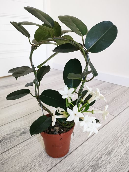 Комнатные растения. Доставка