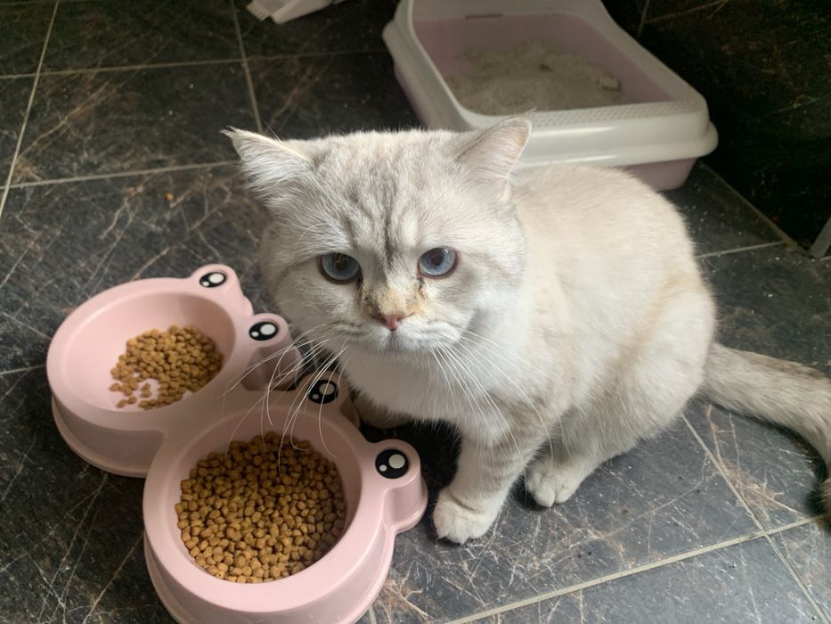 Британская короткашёртская кошка. Britaniya kalta sochli mushuk