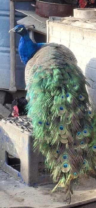 Pauni pereche fac 3 ani