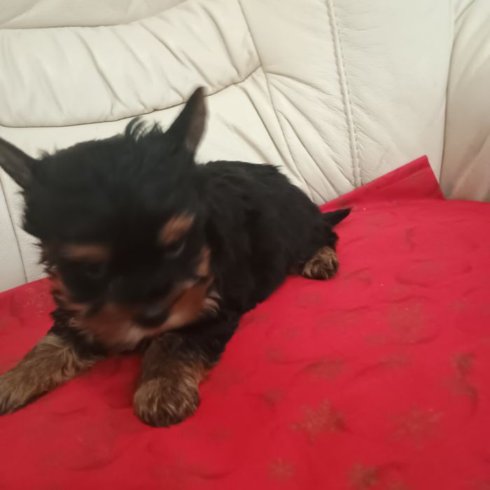 Cățeluși Yorkshire Terrier Toy