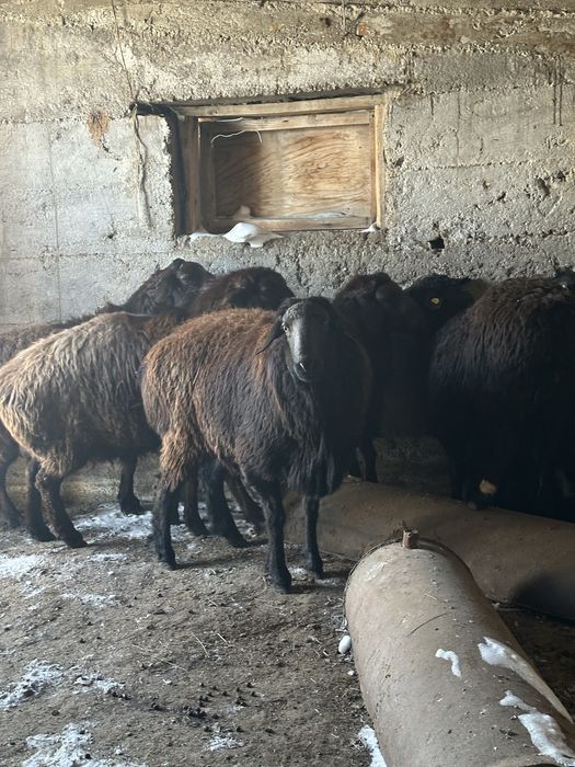 Кошкар тукымдыкка