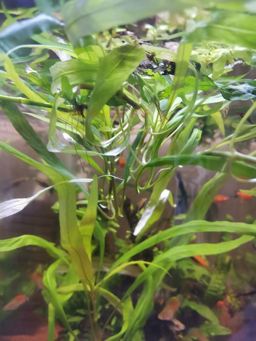 Plante fără co2       .