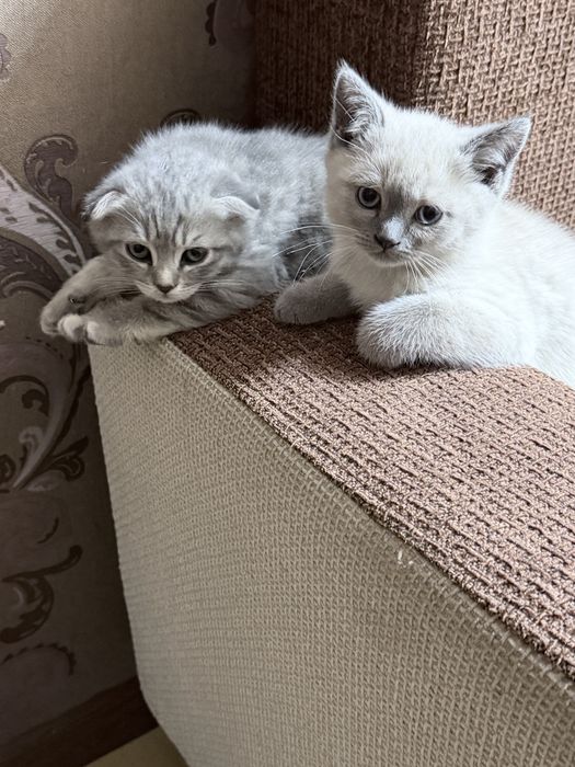 Skochish fold. Toza. Kon mushuk sotiladi