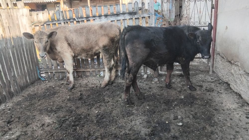 Vând taur si vitea angus