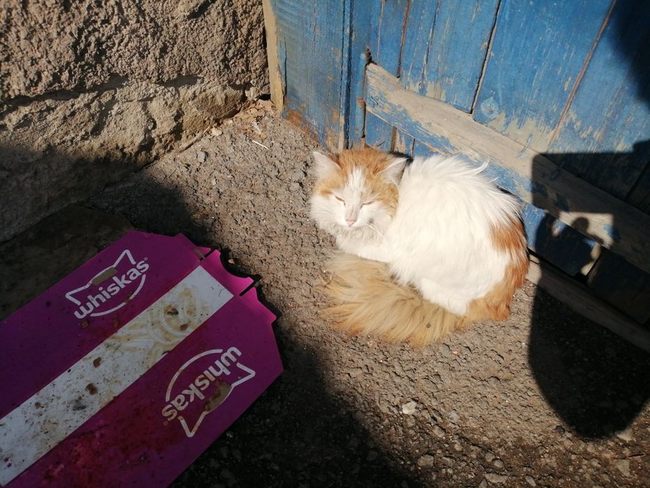 Котик  Рыжий Хвостик