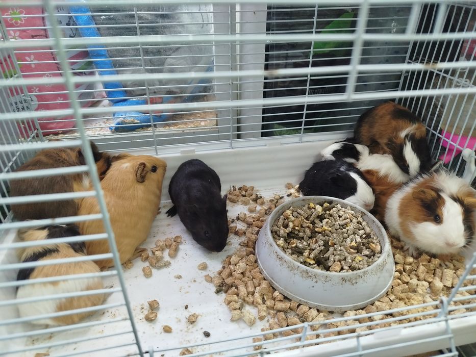 Морские свинки в продаже