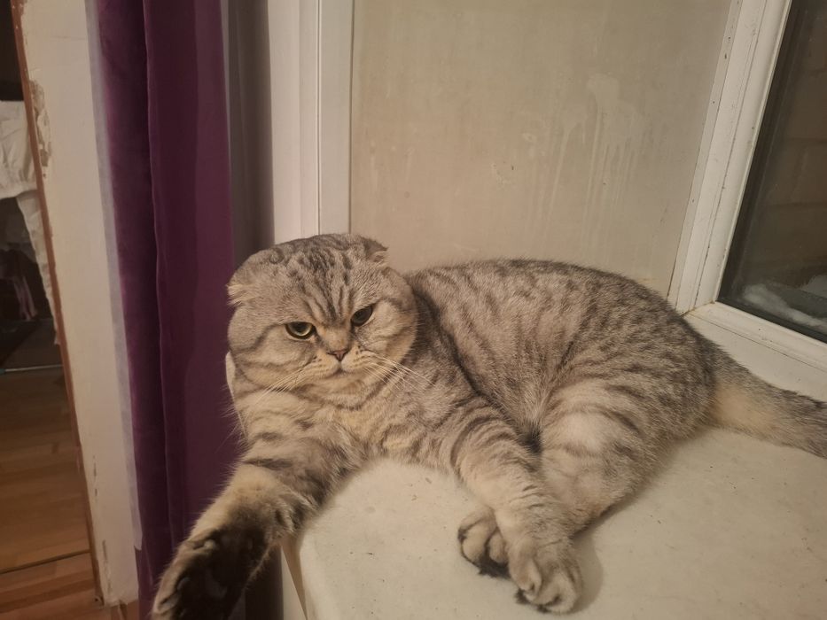 котик для случки