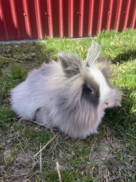 Iepure Cap de Leu + oferta din descriere