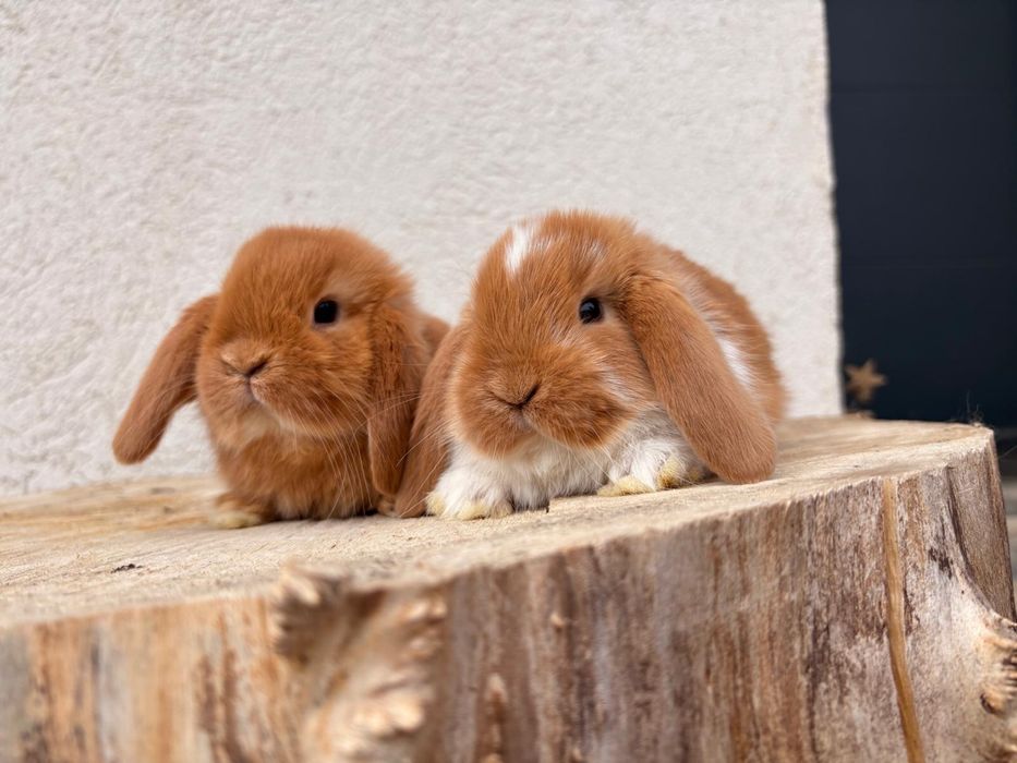Iepuri pitici de companie berbec pitic/mini lop/holland lop