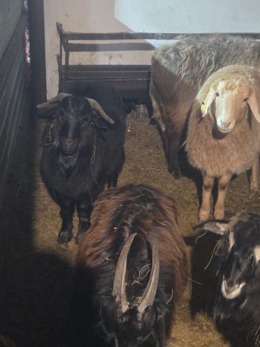 Продаю коз от 25000 тенге