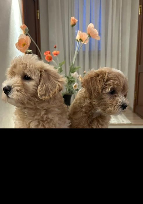 Щенки Мальтипу,    2 мес , мальчик и девочка