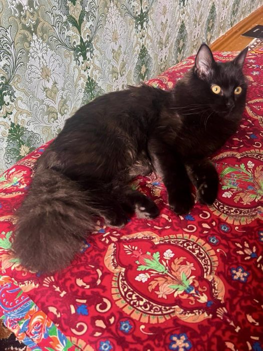 Mushuk , Кошка , Cat