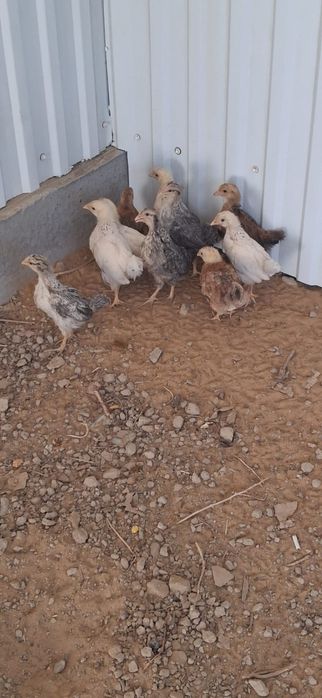 Тауық балапандары