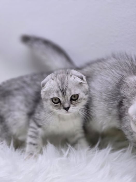 Котики ВиСлоуХие ШотЛандСкие. .