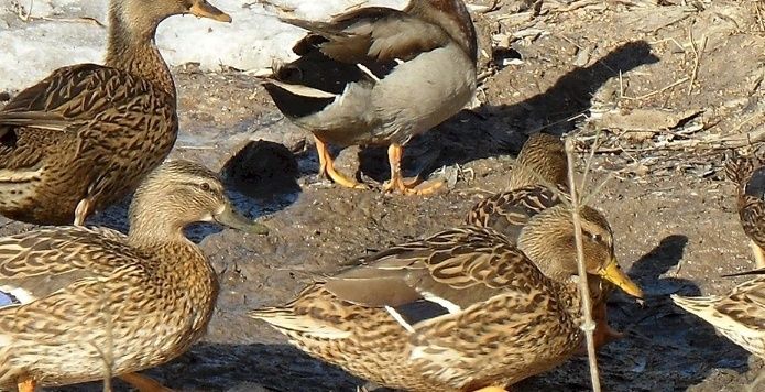 Утки башкирские.