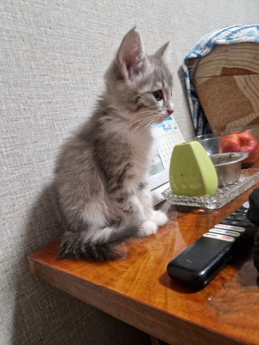 Котенок девочка 2 мес