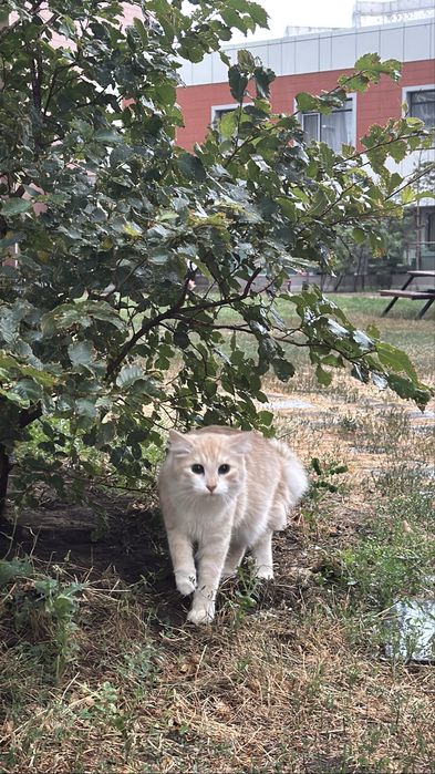 Отдам в добрые руки кота (1 год)
