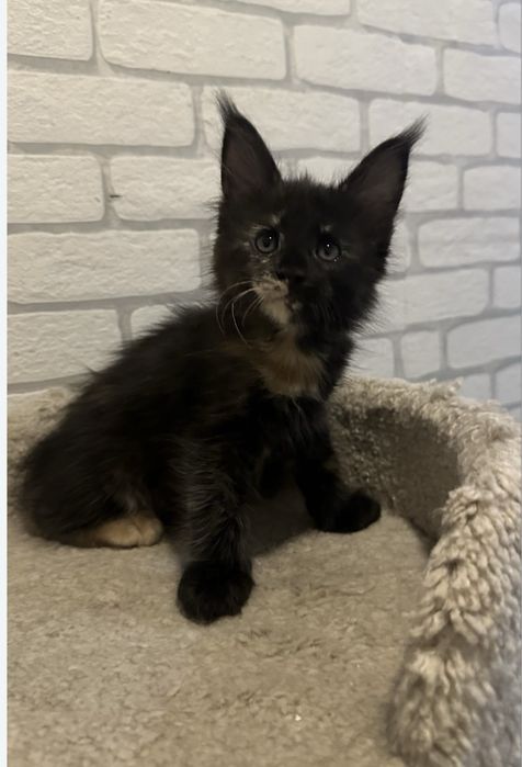 Питомник.. Котят.. Породы.. Мейн-Кун