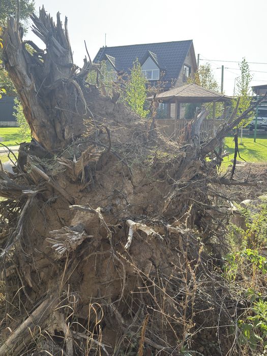 Корень ореха с брёвнами