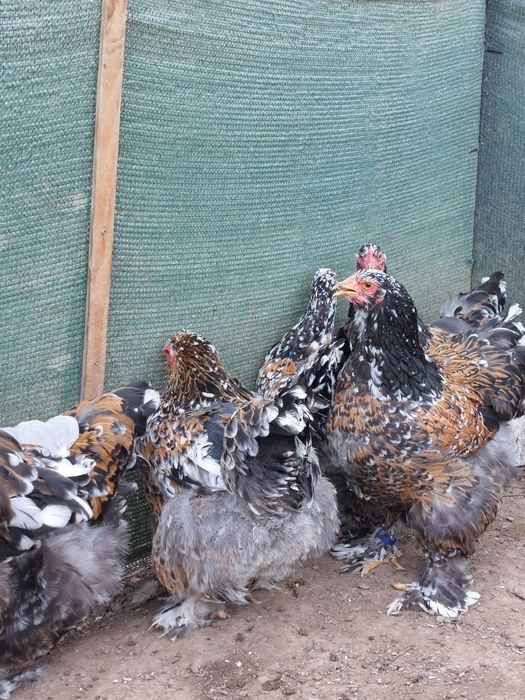 Разплодни яйца от